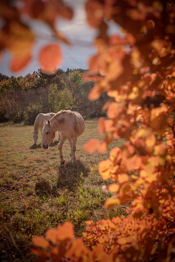 Tmbin'S Barn - Nature, Horses, Family Сежана Екстер'єр фото
