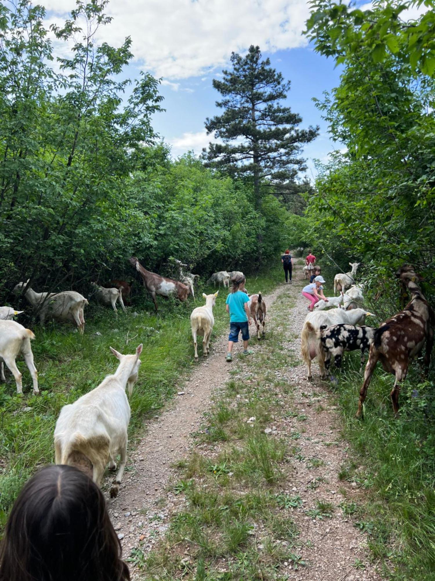 Tmbin'S Barn - Nature, Horses, Family Сежана Екстер'єр фото